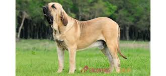 Os filhotes não nascem com a língua azul. Cachorro Fila Brasileiro Encontros Pet