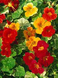 Landscaping And Hardscaping Container Flowers Container Gardening Flowers Nasturtium