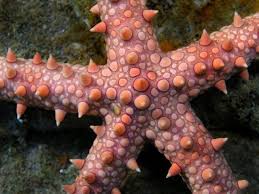 Fantastic Sea Ciri Ciri Dan Fakta Mengenai Bintang Laut
