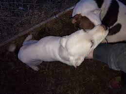 Madison County KY Lost and Found pets | Facebook