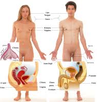 Human body parts pictures with names: Erogenous Zone Wikipedia