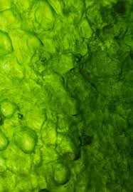 Image result for Vepris zambesiaca