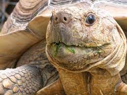 Don T Buy Sulcata Tortoises Giants Overwhelm U S Rescues American Tortoise Rescue