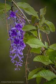 Image result for Verbenaceae