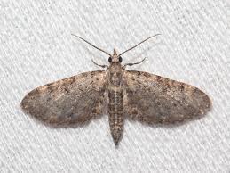 Image result for Eupithecia orphnata