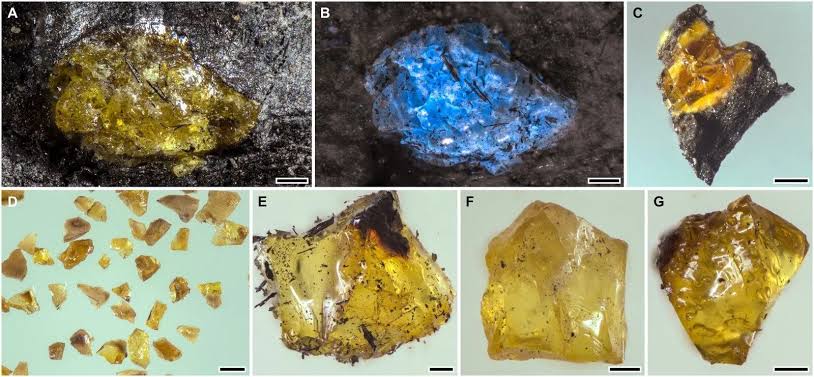 🌳 Record: 385-million-year-old amber discovered in China - News -  Techno-Science
