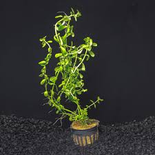 Image result for Bacopa monnieri