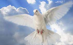 Animasi greenscreen merpati pigeon dove Gambar Burung Merpati Gambar Animasi Bergerak For Android Apk Download