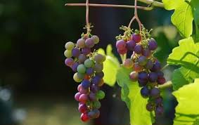Take a look at some of the following calorie counts per grape. Are Grapes Fattening Or Good For Weight Loss