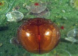 Turunçgil Beyazsineği ve Mücadelesi (Dialeurodes citri) | Haberler |  Tarim.com.tr