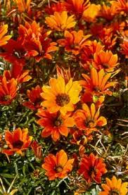 Image result for Gazania krebsiana