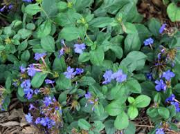 Small purple flowers in texas. Plants Hill Country Texas Master Gardeners