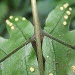 Image result for Tectaria fernandensis