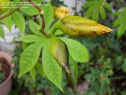 Image result for Merremia tuberosa