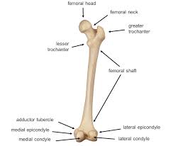 Medial condyle fractures involve a fracture line that extends through and separates the medial metaphysis and epicondyle from the rest of the humerus (see image below). Leg Knee Anatomy
