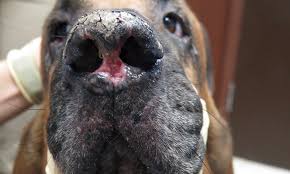 03.05.2013 · skin cancer from excess exposure to the sun most often occurs in two places: Nasal Planum Disease In Dogs Clinician S Brief