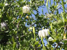 Image result for Garcinia volkensii