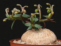Image result for Monadenium rugosum