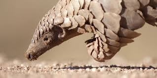 Pangolins are the only mammal in the world to be covered from head to toe in scales. Pangolin Wild For Life