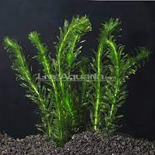 Epingle Par Stacy S Artful Heart Sur Aquarium Planted Aquarium Aquarium D Eau Douce Plantes Aquatiques