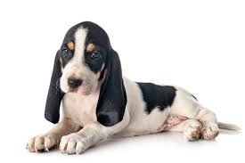 Image result for lucernský honič