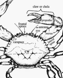 Cara menggambar kepiting 4 cara untuk menangkap kepiting wikihow kepiting decapoda serangga clip art kepiting png unduh mengenal kepiting dan anatominya lalaukan demikian saja postingan tentang gambar sketsa kepiting laut yang bisa kamu simak pada postingan kali ini. Gambar Tulang Rangka Kepiting Brainly Co Id