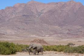 Image result for Phaeoptilum spinosum