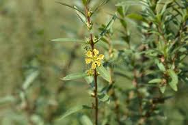 Image result for Heimia