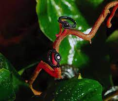 The best starting point to discover snake games. Snake Kollektion