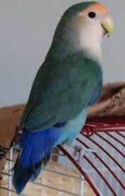 Bonnie A Dutch Blue Peach Face Lovebird Purchased At A Bird Expo Description From Pethelpful Com I Searched For This On Bing Com Love Birds Blue Peach Bird