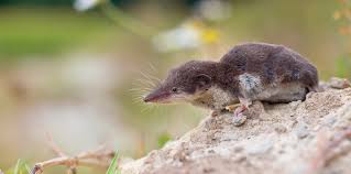 Though fierce predators, they don't eat pets like our area's famous, or infamous, coyotes do. What Is A Shrew Varment Guard Wildlife Services