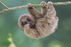 Pale Throated Sloth Cute Sloth Pictures Animals Cute Baby Sloths