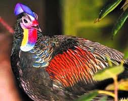 Informasi Harga Ayam Hutan Januari 2021