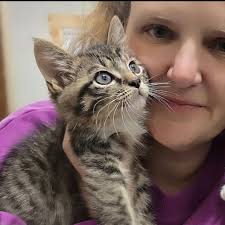 Dealing with Stray Cats in Killbuck