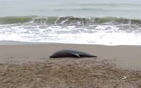 Numarul delfinilor din marea neagra a inregistrat o scadere dramatica. Tot Mai MulÈi Delfini Mor In Marea NeagrÄ Un Pui Dintr O Specie RarÄ Adus De Valuri La Eforie Stirileprotv Ro