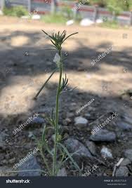 Image result for Misopates