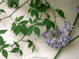 Image result for Solanum seaforthianum