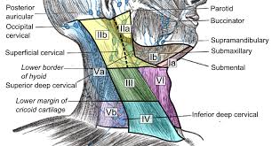 Many more are deep within the muscular structure and all but undetectable. File Cervical Lymph Nodes And Levels Png Wikimedia Commons