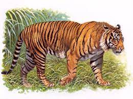 Java Tiger Nach Robert Dallet Javan Tiger Tiger Images Tiger Artwork