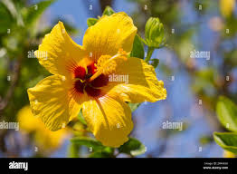 Image result for Hibiscus panduriformis