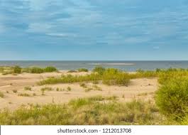 Grupa kuling na terenie rezerwatu przyrody mewia łachaorganizuje obozy ornitologiczne, w których udział może wziąć każdy chętny. Mewia Lacha Reserve Mouth Wisla River Stock Photo Edit Now 1212013708