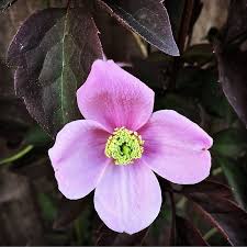 Clematis winterhart schatten zum kleinen preis hier bestellen. Clematis Montana Olga Cowell S Garden Centre Woolsington