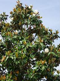 Find images of magnolia tree. Pin On Gardening