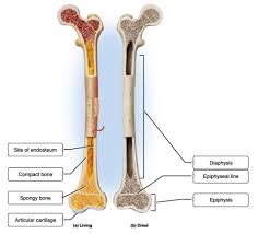 The diaphysis and the epiphysis ( figure 6.3.1). Module 2 Skeletal System Flashcards Quizlet