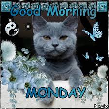 Blinking Cat Good Morning Monday Animation Monday Good Morning Good Morning Quotes Monday Good Morning Happy Monday Good Morning Images Good Morning Monday Gif