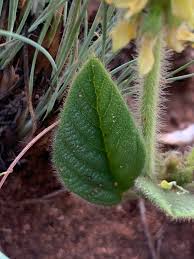 Image result for Eriosema cordatum