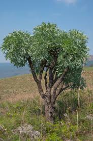 Image result for Cussonia paniculata