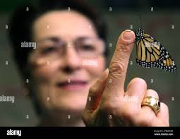 Loretta Downs with a Monarch butterfly in the basement nursery of her  Bucktown home, Thursday, July 22, 2010. (Photo by Alex Garcia/Chicago  Tribune/MCT/Sipa USA Stock Photo