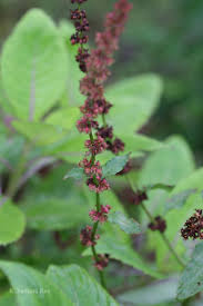 Image result for Rumex nepalensis