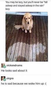 Tumblr Gets Funny About Doggos 16 Tumblr Posts Funny Animal Memes Cute Funny Animals Funny Animals